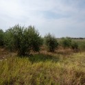 Casale con oliveto nel Monferrato