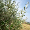 Casale con oliveto nel Monferrato