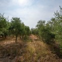 Casale con oliveto nel Monferrato