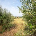 Casale con oliveto nel Monferrato