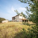 Casale con oliveto nel Monferrato
