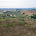 Casale con oliveto nel Monferrato