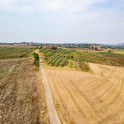 Casale con oliveto nel Monferrato