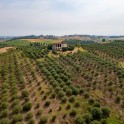 Casale con oliveto nel Monferrato